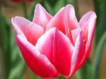 akaibara2017-03-13 akaibara2017-03-13