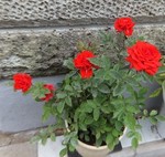 akaibara2017-05-15 akaibara2017-05-15