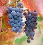 akaibara2017-09-26 akaibara2017-09-26