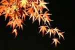 akaibara2017-11-19 akaibara2017-11-19