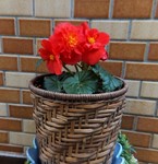 akaibara2017-11-25 akaibara2017-11-25