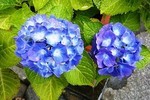 akaibara2018-06-11 akaibara2018-06-11