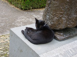 オランダの猫.目つき悪かった. オランダの猫.目つき悪かった.