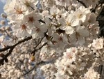 alice123452018-03-29 alice123452018-03-29