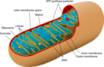 mitochondria mitochondria