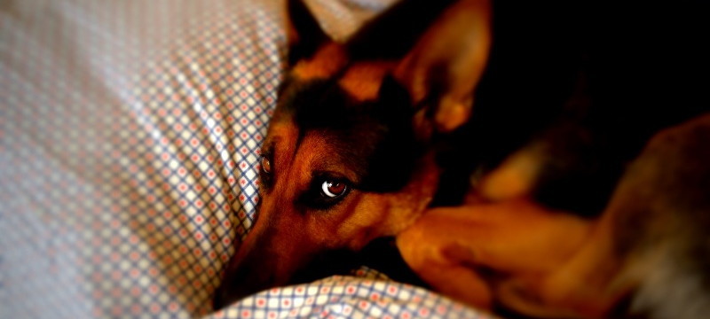 bohemiandog������