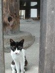 いかにも野良っぽい… いかにも野良っぽい…