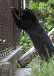 立ち上がって拝むクロヒョウ??? 立ち上がって拝むクロヒョウ???