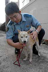 迷犬 迷犬