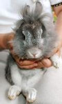 ライオンウサギ ライオンウサギ
