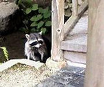 寺スカル 寺スカル