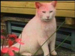 桃色猫 桃色猫
