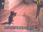 催眠術猫 催眠術猫
