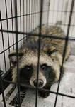 アキバ狸 アキバ狸