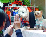 晴れ着犬 晴れ着犬