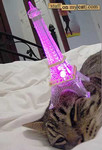 猫フェル塔 猫フェル塔