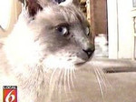 サバイバル猫 サバイバル猫