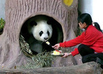 ご長寿パンダ ご長寿パンダ