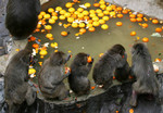 ゆず湯猿 ゆず湯猿