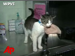 奇跡猫 奇跡猫