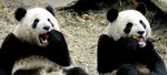 赤くないもん 赤くないもん