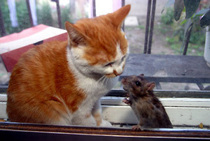ねずみとねこ ねずみとねこ