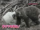 こぐまちゃん受難 こぐまちゃん受難