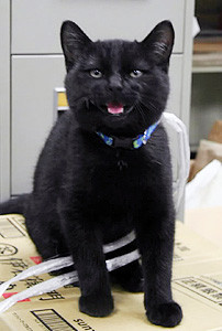 電車黒猫 電車黒猫