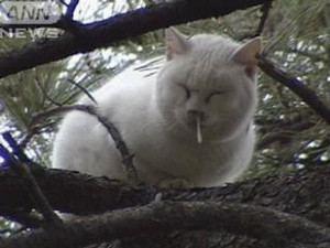 しろねこ しろねこ