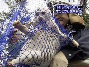 しろねこ しろねこ