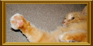 magical paw!!! magical paw!!!