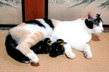 鴨猫 鴨猫