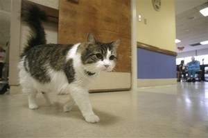 予知猫オスカー 予知猫オスカー