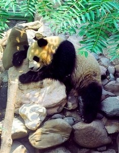 Panda joins outrage over Chinese foo Panda joins outrage over Chinese foo