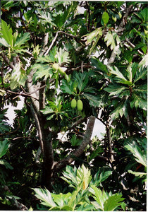celebes2005-07-18 celebes2005-07-18