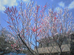 桜紅白 桜紅白
