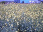 菜の花畑 菜の花畑