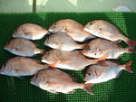 dai3-kasugamaru2011-12-31 dai3-kasugamaru2011-12-31