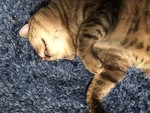 dango332018-07-24 dango332018-07-24