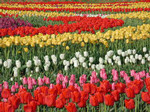 globalhead2005-04-15 globalhead2005-04-15