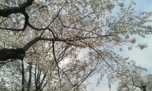 幸ヶ谷公園 幸ヶ谷公園
