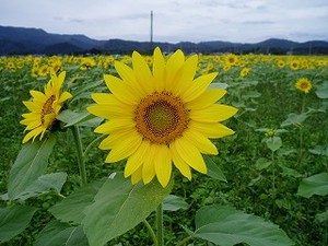 秋咲きのひまわり:丸森 秋咲きのひまわり:丸森