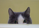 hee2007-04-15 hee2007-04-15