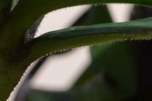 H.croaticus H.croaticus