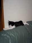 のびのびねこちん のびのびねこちん