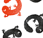 サンショウウオ サンショウウオ