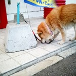 なめ犬 なめ犬