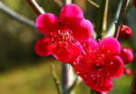 ikomanokaze2007-02-20 ikomanokaze2007-02-20