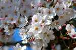 ikomanokaze2007-04-04 ikomanokaze2007-04-04