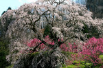 ikomanokaze2007-04-07 ikomanokaze2007-04-07